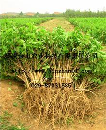 陜西西安楊凌金山農業(yè)科技有限責任公司_金銀花,文冠果,除蟲菊,黃連木,五味子_