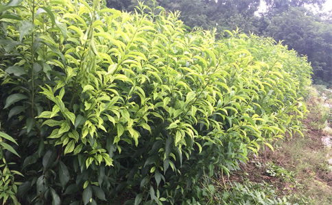 陜西種苗 貴州遵義李子苗供應，離核李子樹苗種植幾年能掛果
