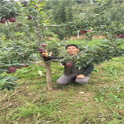 陜西種苗基地引領創新，吉林華玉蘋果樹苗異地繁育結碩果