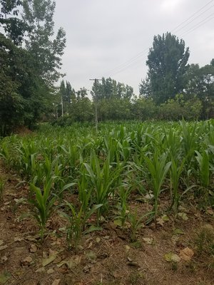 陜西種苗與大地種苗農作物研究所的發展與影響