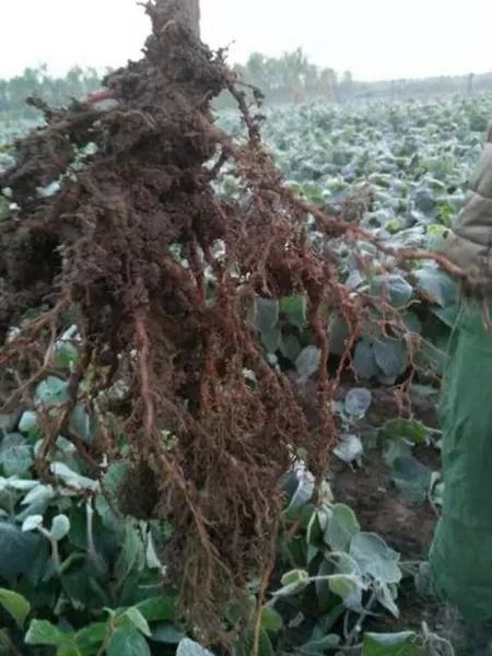 陜西種苗市場價格分析與行情動態(tài)