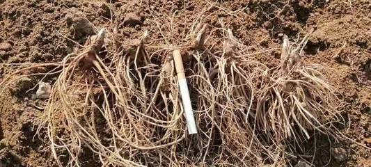 陜西商洛鎮(zhèn)安縣精品蒼術種苗批發(fā)，助力中藥材產(chǎn)業(yè)發(fā)展