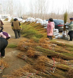 陜西種苗與天津培育 5年生超紅珠油桃苗的優(yōu)選之路